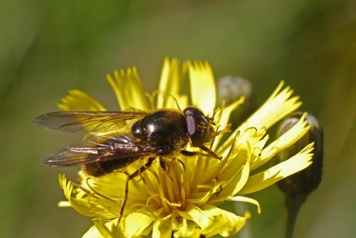 Cheilosia sp.